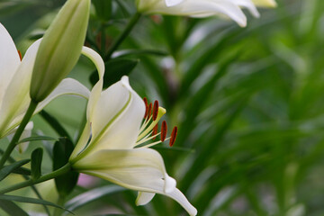 Lilium. white lily field. beautiful lily flower, close-up. delicate white lilies in the garden, in the flowerbed. floral background. blurred green natural background. summer garden