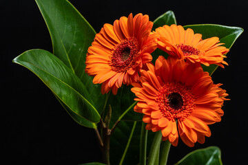 orange gerbera flower bouquet