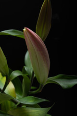 Fototapeta premium Lily bud 