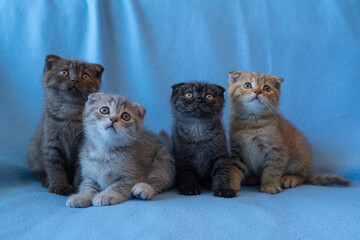 Naklejka na ściany i meble four tabby Scottish Fold kittens