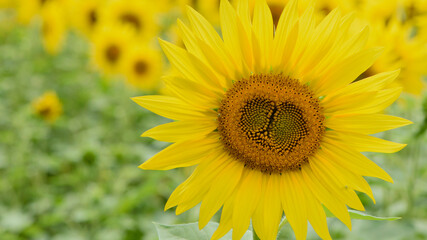 big bright yellow sunflower in the field. Large flowers of a sunflower in the sunlight. Yellow flowers on a farm field. Agriculture concept, organic products, good harvest. Growing seeds for oil.
