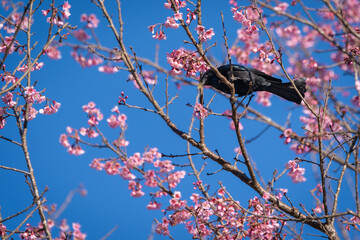 Hair- crested Drongo black bird or Dicrurus hottentottus is an Asian bird of the family Dicruridae on perched foraging nectar from pink cherry blossoms.