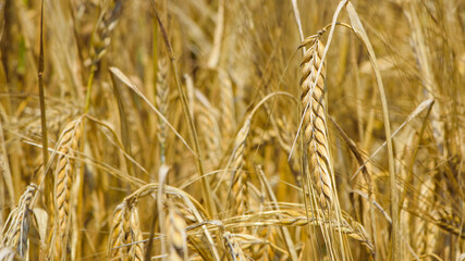 golden spikelets of wheat in the field close up. Ripe large golden ears of wheat against the yellow background of the field. Close-up, nature. The idea of a rich summer harvest, farming