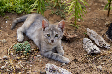 Obraz premium Cute baby cat playing in the garden