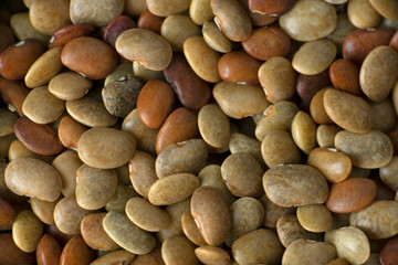 Madras gram seeds, horse gram or kulthi bean, Macrotyloma uniflorum macro closeup, Satara,...