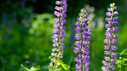 Blooming lupine flower. Lupine, a field of lupine with pink purple and blue flowers. Bouquet of lupines summer floral background. Lupine field. Purple spring and summer flower. nature close-up