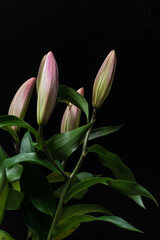 bouquet of lily bud