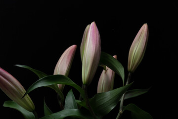 Fototapeta premium Lily bud
