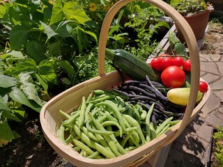 Gemüseernte aus eigenem Garten