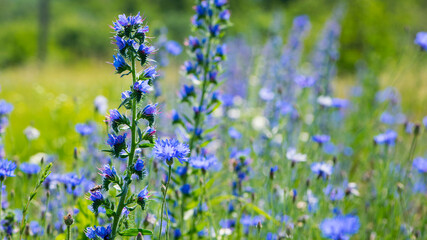 Echium vulgare. beautiful wildflowers. blue flowers, summer floral background. close-up. bokeh. beautiful nature. blooming meadow in sunny weather
