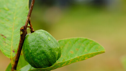 Green guava fruit hanging on tree with rain drop, blurred background and selective focus.