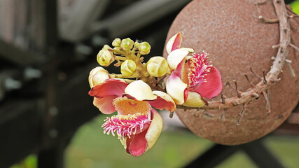 Cannonball  flower in bloom with blurred background  (Shorea robusta, shala tree, sakhua tree, sal...