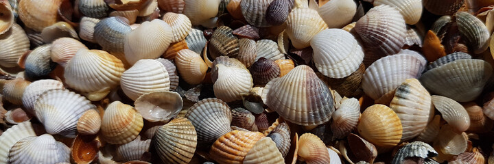 background of a small seashell. colorful beach sea