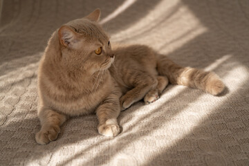 adult cat scottish british fold