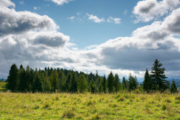 Fototapeta premium mountainous countryside in early autumn. trees and grassy meadows on rolling hill. nature scenery with dramatic sky on a sunny day. windy weather and dappled light