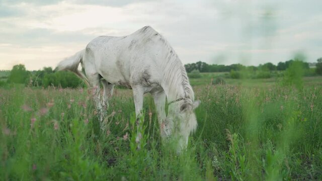White horse in a summer meadow. Portrait of a white horse in flowers at sunrise. White horse in a field at sunset.