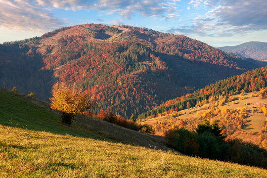 autumnal mountain landscape in evening light. beautiful carpathian countryside in fall colors. grassy hills rolling in to the distant ridge beneath a gorgeous sky with clouds