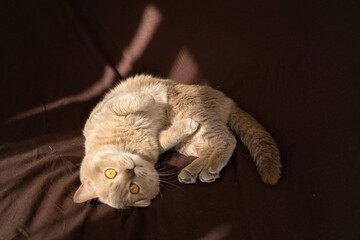 adult cat scottish british fold