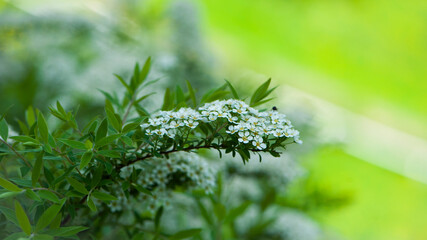 Fototapeta na wymiar Spiraea. Close-up of garden flowers Spiraea flower. White spiraea flower, or gray. Spiraea flower background. macro photo of nature, place for text. bright floral background