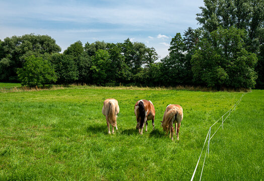 Pferde auf der Wiese