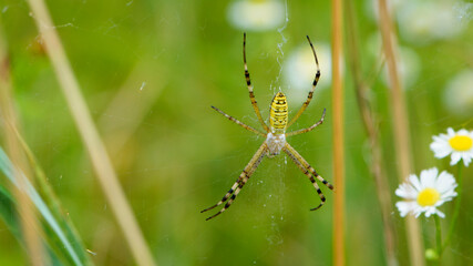 large wasp spider sits on a web on a green background. Argiope Bruennichi, or lat spider wasp. Argiope bruennichi, a species of araneomorph spider. close-up, black-yellow male spider.