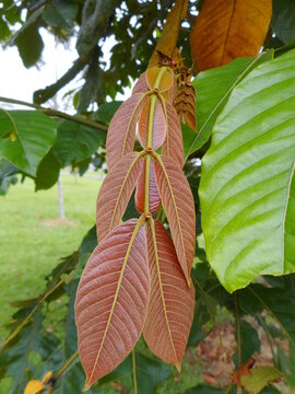 planta folha