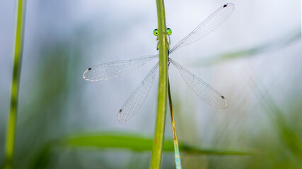 Coenagrion pulchellum. a dragonfly hiding behind the grass. small blue dragonfly on a field plant. big green eyes. autumn or summer background. small predator. macro nature, insect close-up.