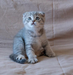Fototapeta na wymiar Curious striped scottish fold kitten