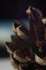 cone, pine, pine cone, macro, autumn, decor, beautiful, beauty, brown, cedar, christmas, closeup, conifer, background, coniferous, decorate, seasonal, decoration, design, eco, evergreen, fir, forest, 