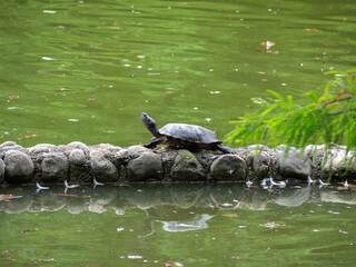 A turtle perched on a wall in the lake