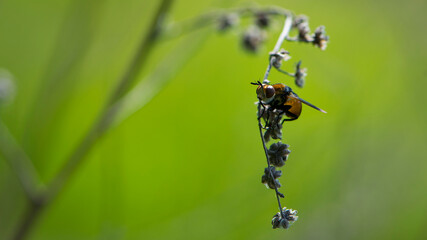 close-up of a fly sitting on a dry twig. fly sits on a dry plant, colorful insect, macro...