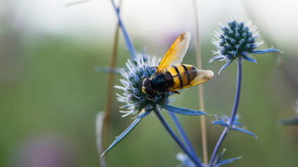 Syrphidae collects nectar from a thorny field plant close-up back view. big striped fly perched on...