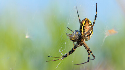 Argiope bruennichi eating his victim. large wasp spider sits on a web on a green background....