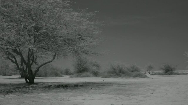 Trees growing in the desert, shot in infrared