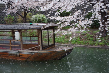 Obraz premium spring in the park