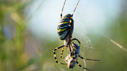 large wasp spider sits on a web on a green background. Argiope Bruennichi, or lat spider wasp. Argiope bruennichi eating his victim, a species of araneomorph spider. macro, black-yellow male spider.