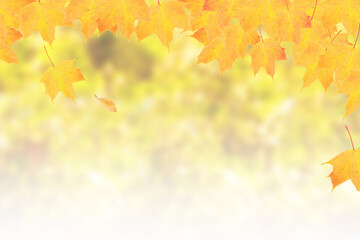 Naklejka na ściany i meble Yellow-orange maple leaves on a background of autumn nature with bokeh and copy space. Banner format