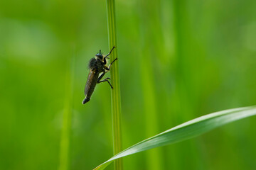 Tolmerus cingulatus. Robber fly, Asilidae, natural background. Machimus cingulatus. predator insect on green grass. macro nature. fly in the meadow, place for text