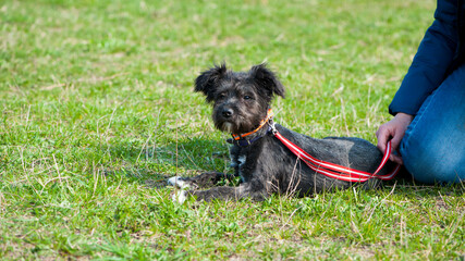 black Dog. small black puppy, on a leash. lies on a lawn with green grass. schnauzer. beautiful dog, grooming and walking pets. concepts of friendship, training, veterinary medicine. domestic animal