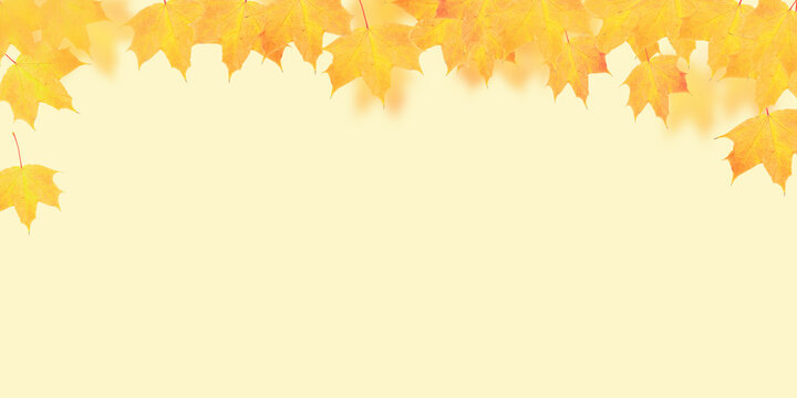 Yellow-orange maple leaves on orange background  with copy space. Banner format