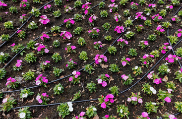 Close-up of a flowerbed equipped with an irrigation system, with purple and white small flowers