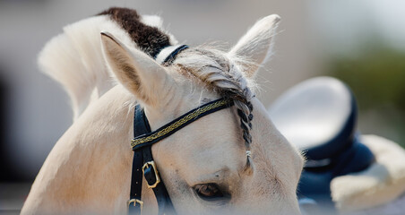 A horse with a braid of bangs. The ears, the mane and the horse's eye close up. © Azaliya (Elya Vatel)