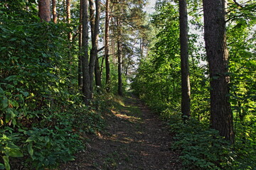 Forestry road in shadow next to green trees in the forest Park at summer day, West Russian natural woodland landscape