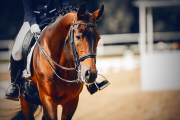 Equestrian sport. Dressage of horses in the arena. - 451592574