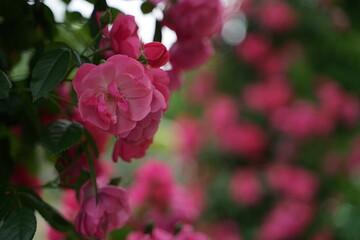pink rose bush
