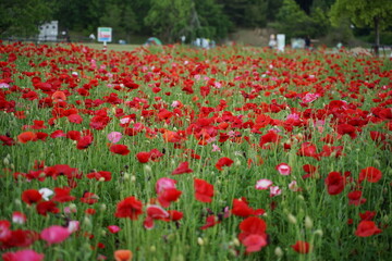 field of tulips