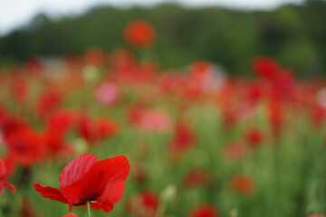 Obraz premium red flowers