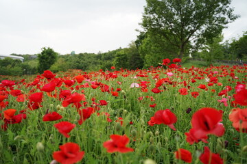 field of poppies