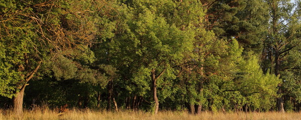 Beautiful green trees on East European forest edge with dry yellow grass at sunny autumn day in...