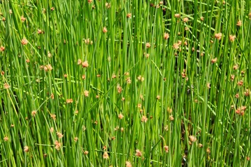 green grass in the water garden